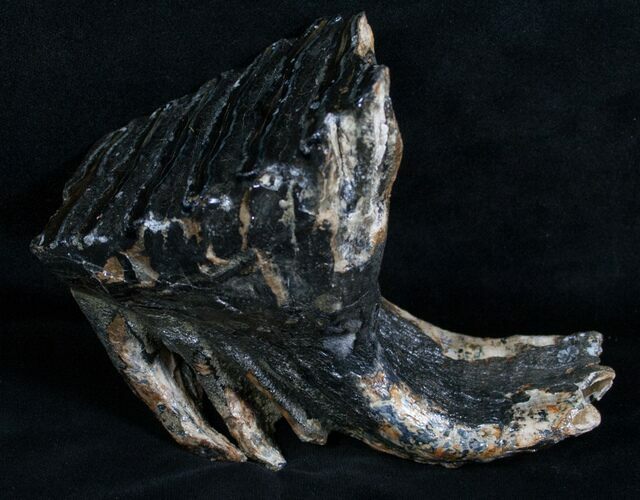 Juvenile Mammoth Molar From North Sea #4245